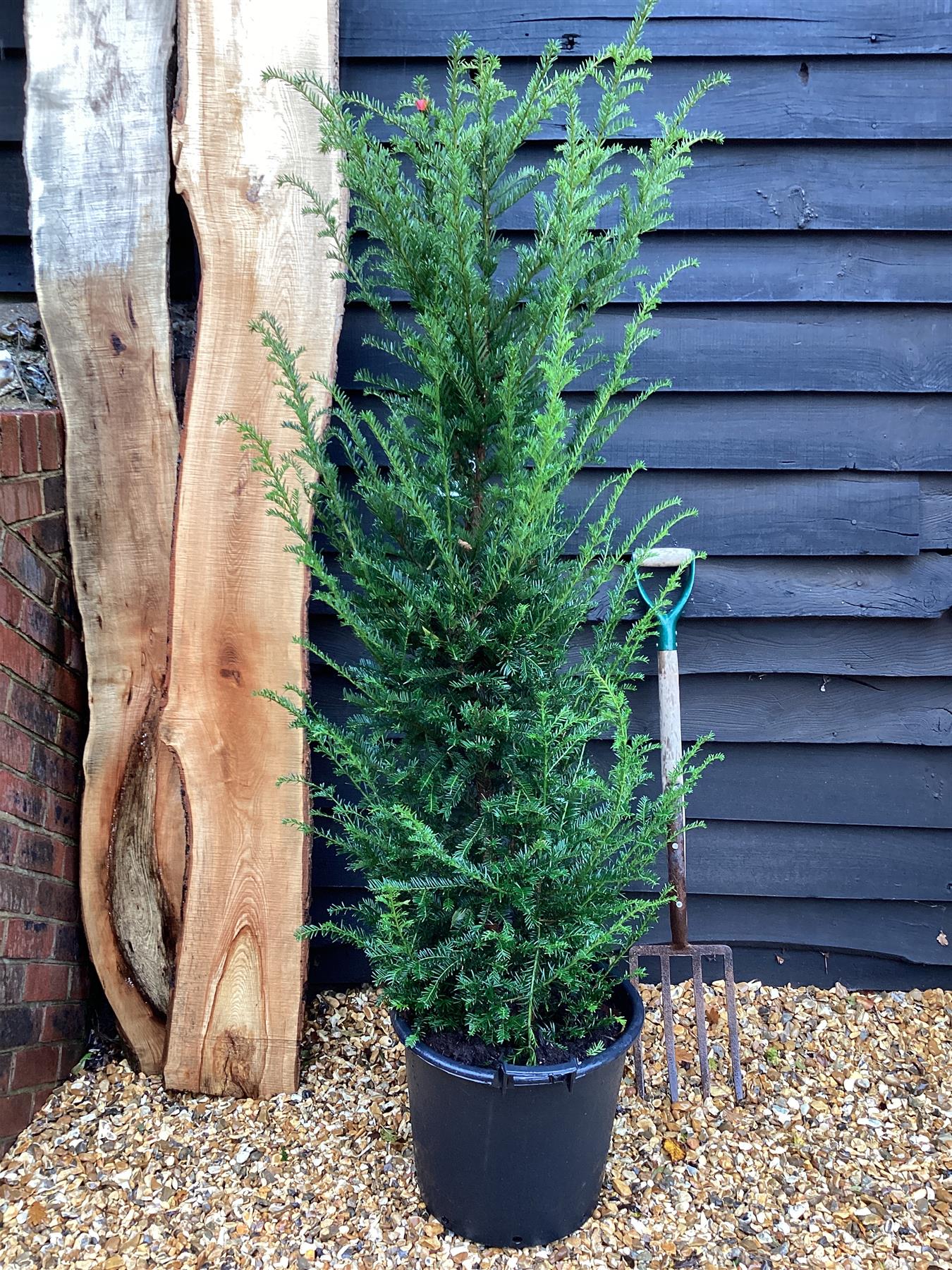 Taxus baccata - 150-160cm