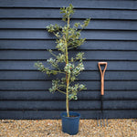 Ilex Aquifolium 'Argentea Marginata' | Silver-Margined Holly - 140-180cm, 10lt