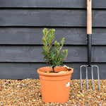 Arbutus unedo mercurius 'Bocarm' | Strawberry Tree - Compact shrub - Height 20-30cm - 10lt
