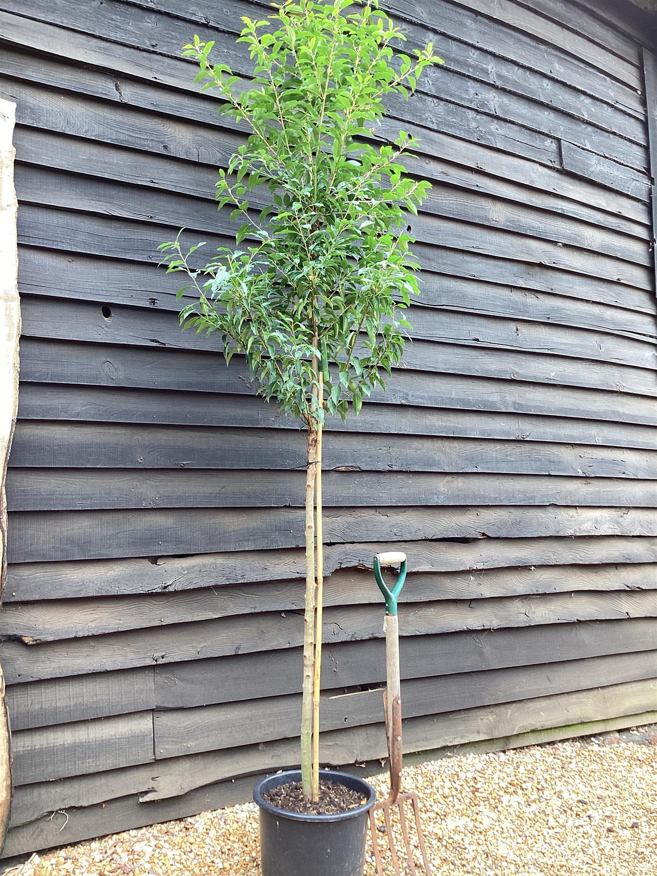 Prunus lusitanica 'Myrtifolia' | Portuguese Laurel - Tree - Clear Stem 120cm - Height 200-210cm - Girth 8-10cm - 25lt