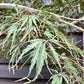 Acer palmatum 'Inaba-Shidare' | Japanese Maple - Clear Stem 60cm - Wheeping - Height 110cm - 30lt
