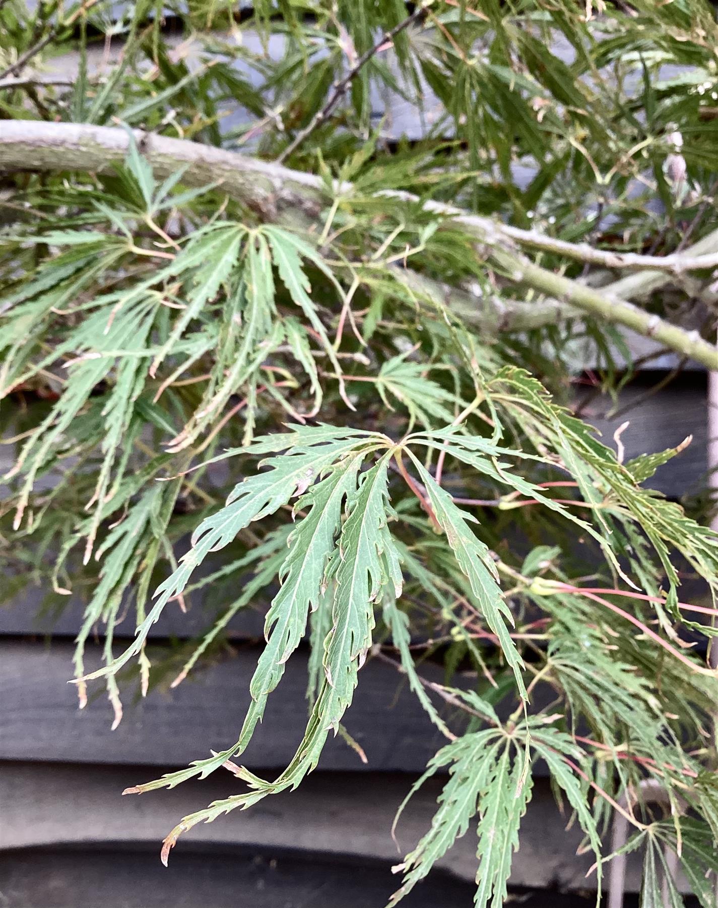 Acer palmatum 'Inaba-Shidare' | Japanese Maple - Clear Stem 60cm - Wheeping - Height 110cm - 30lt