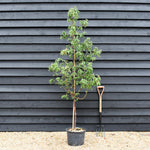Acer griseum | Paperback Maple - Height 135-145cm - 20lt