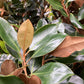 Magnolia Grandiflora Little Gem | Southern Magnolia - Height 350-400cm - Girth 12-14cm - 45-50lt