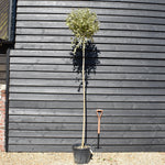 Golden Japanese Privet | Ligustrum Japonica 'Aureum' Varigated - Clear Stem 180cm - Girth 8-10cm - Height 250-280cm - 30lt