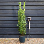 Laurus nobilis - Bay - Bushy - Height 120-140cm - 12lt