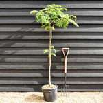 Albizia julibrissin Omberella | Silk Tree - Height 140-150cm - 15lt
