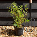 Caryopteris - clandonensis (Bluebeard) 'Kew Blue' - 10/20cm, 2lt