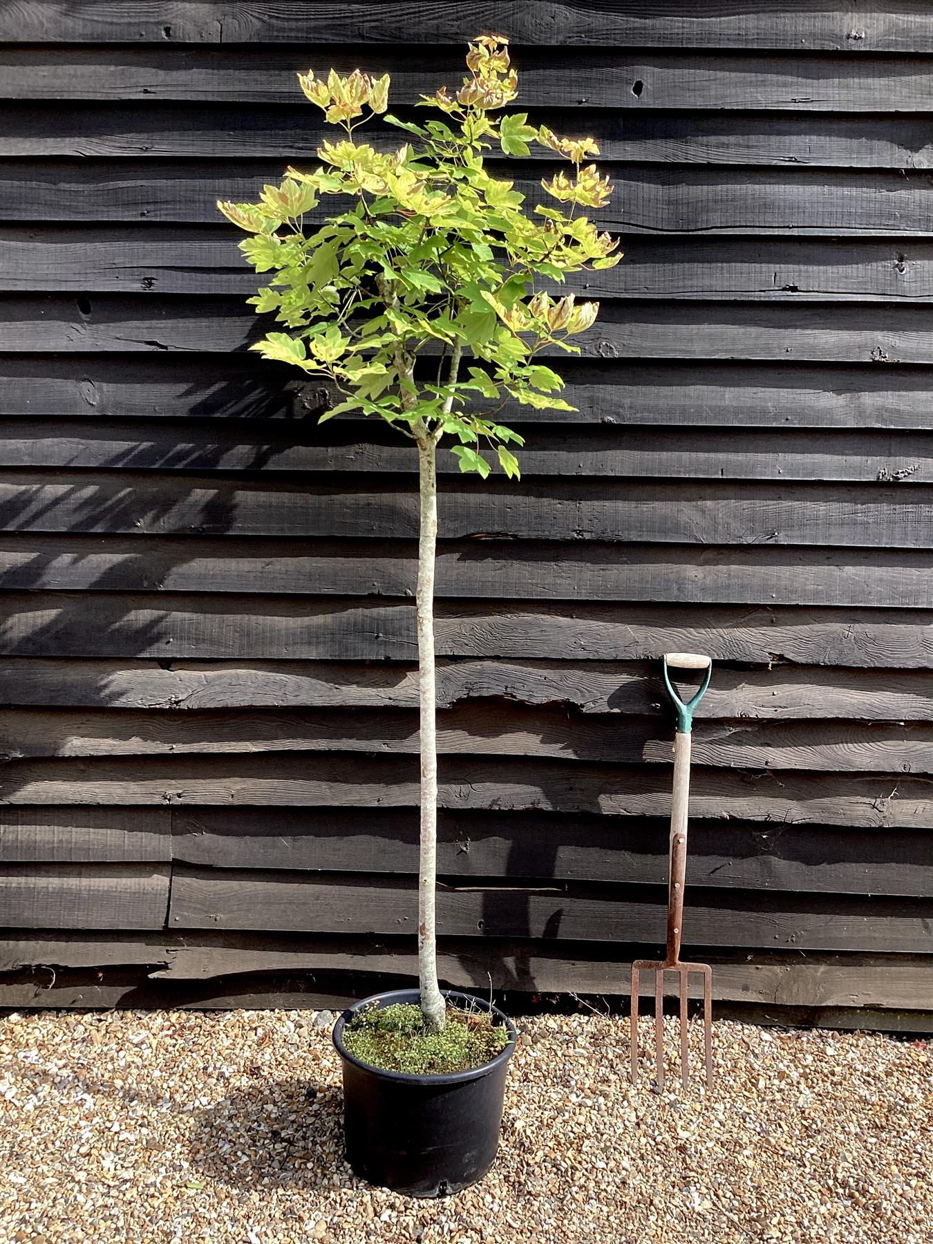 Acer Pseudoplatanus Worleii | Golden Sycamore - 240-260cm, 30lt