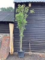 Prunus amanogawa |Flagpole Cherry - 300-350cm, 50lt