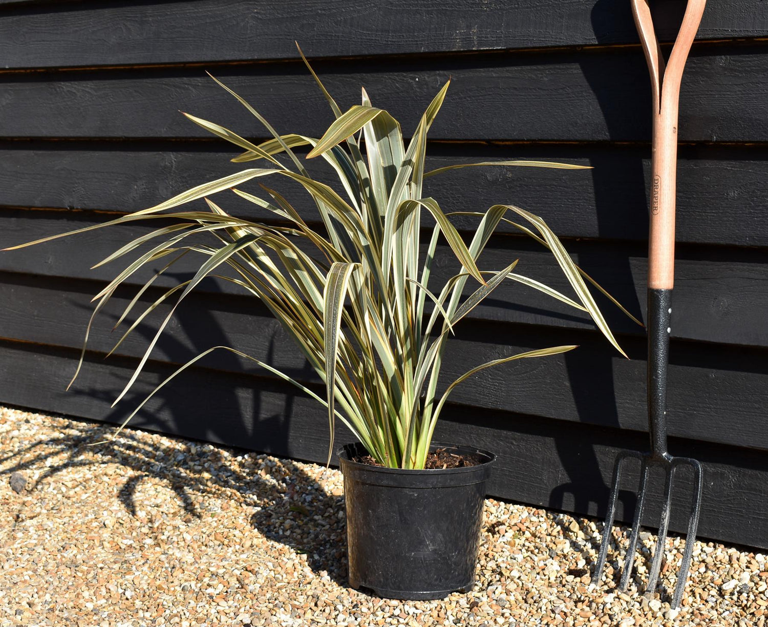 Phormium 'Alison Blackman' - Height 60-80cm - 7.5lt