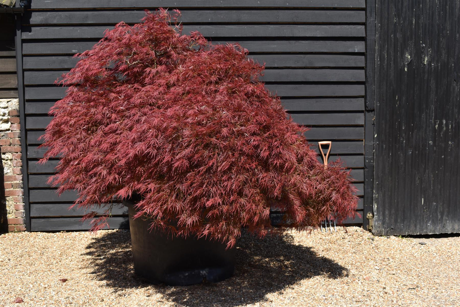 Acer palmatum 'Tamukeyama' | Purple Threadleaf Japanese maple - Girth 32cm - 200-220cm - 375lt