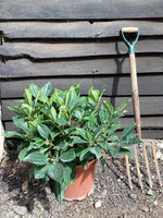 Viburnum davidii - 60-90cm, 10lt