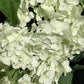 Hydrangea arborescens 'Annabelle' - Shrub - 30-60cm, 10lt