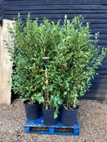 8 x Griselinia littoralis | New Zealand Broadleaf - Height 180-200cm, 25lt