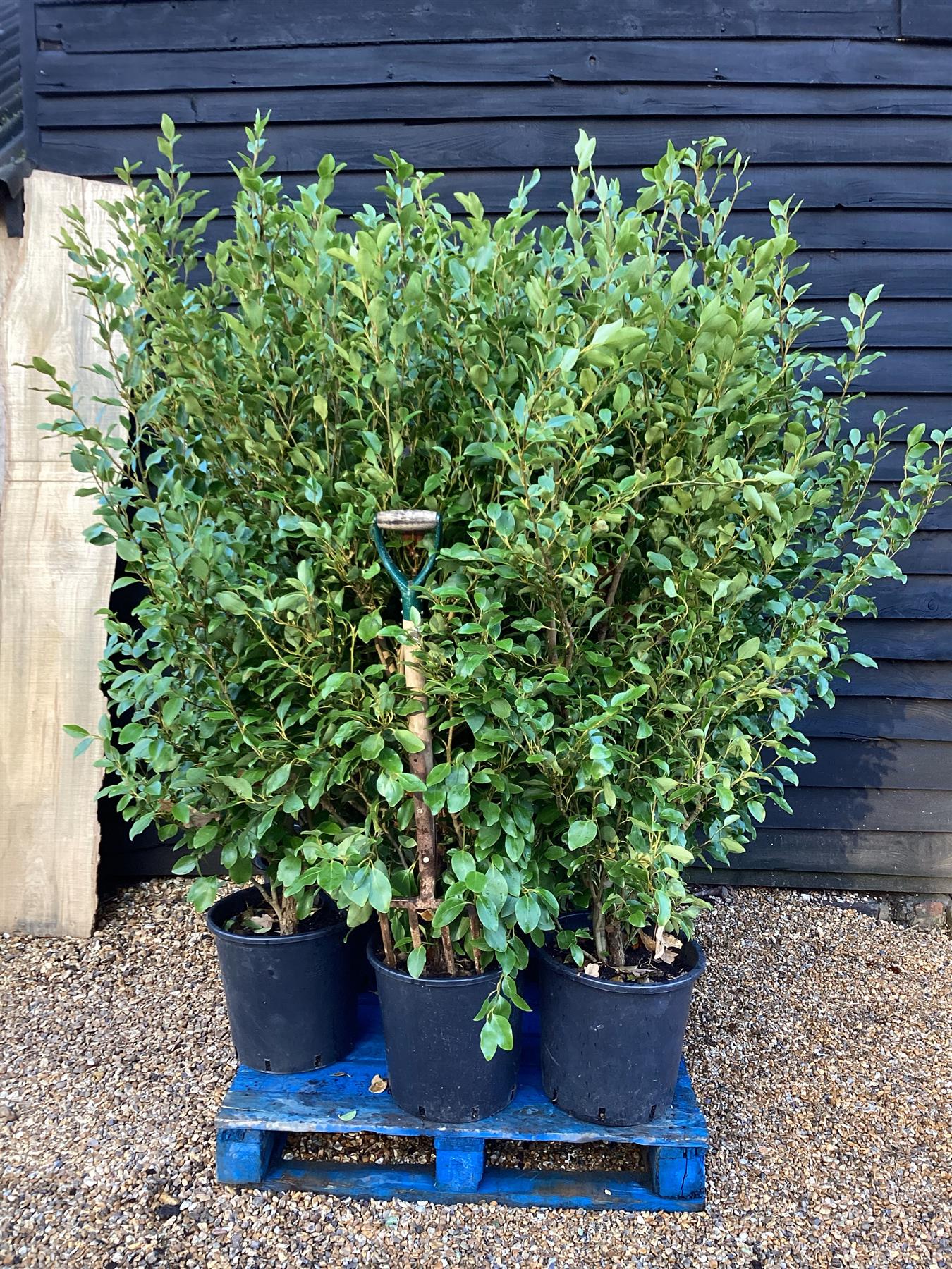 8 x Griselinia littoralis | New Zealand Broadleaf - 140-160cm, 25lt