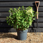 Hydrangea Paniculata 'Bobo' - Height 50-60cm - 15lt