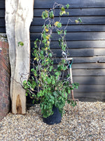 Corylus avellana 'Contorta' | Corkscrew Hazel - 170-180cm, 35lt
