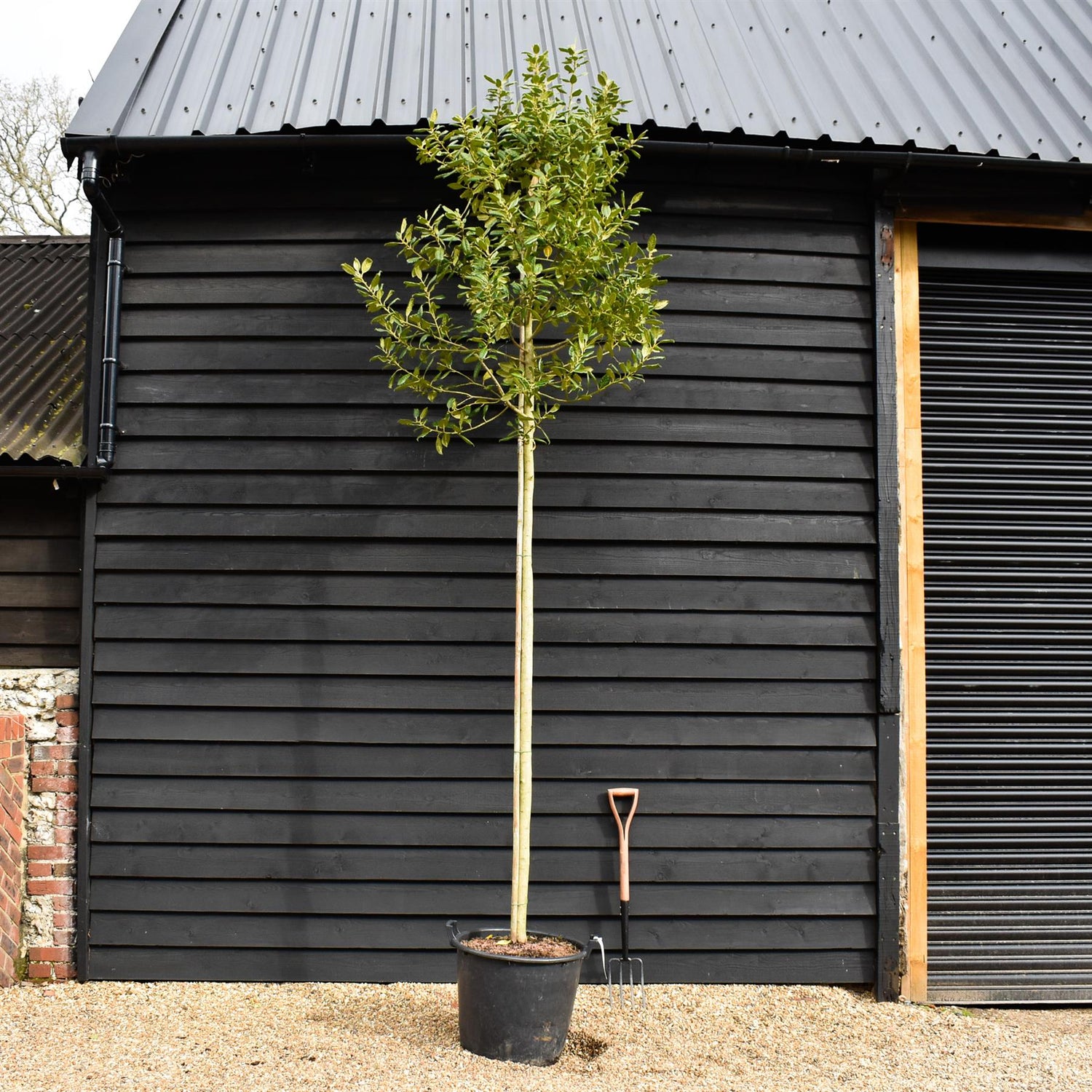 Ilex Nellie R Stevens | Holly 'Nellie R. Stevens' - Standard - Girth 12-14cm - Height 320-340cm - 75lt