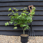 Acer palmatum 'Osakazuki' | Japanese Maple - Bushy - Height 50-70cm - 4lt
