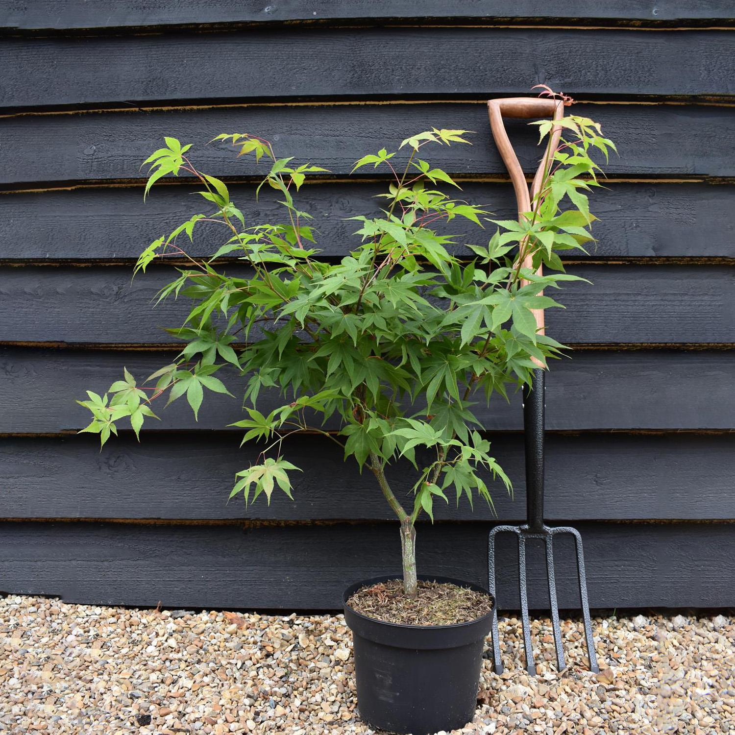 Acer palmatum 'Osakazuki' | Japanese Maple - Bushy - Height 50-70cm - 4lt