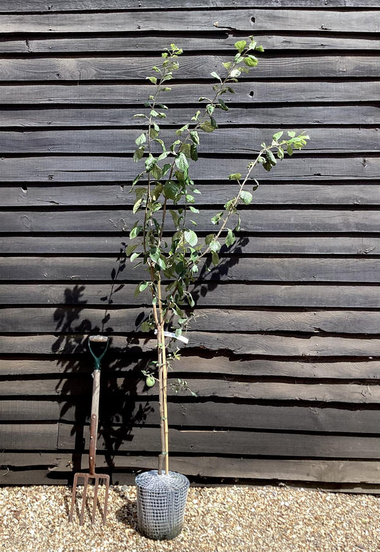 Plum 'Victoria' on St Julian -  Moderately vigorous | Prunus Domestica - 150-160cm - 12lt