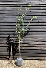 Plum 'Victoria' on St Julian - Moderately vigorous | Prunus Domestica - 150-160cm - 12lt