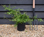 Pyracantha Golden Paradise - Shrub - Height 30-50cm - 10lt