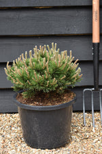 Pinus mugo 'Klostergrun' | Dwarf mountain pine - Height 20-30cm - Width 25-30cm - 12lt