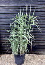 Arundo donax 'Variegata' | Variegated Giant Reed - 200-220cm, 70lt