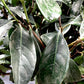 Viburnum tinus Lucidum | Laurustinus - Girth 12-14cm - Height 330-360cm - 90lt