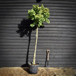 Ginkgo biloba Mariken | Maidenhair tree 'Mariken' - Girth 12-14cm - Height 250-350cm, 55lt