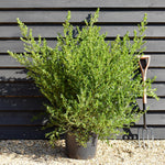 Ceanothus 'Victoria' - Bush - Height - 100-125cm - 20lt