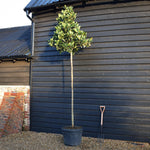 Eriobotrya japonica Tree | Loquat -Standard - Clear Stem 190-200cm - Girth 12-14cm - Height 290-300cm - 70lt