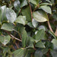 Camellia sasanqua - Bush - Large Shrub - Height 210-220cm - 110lt