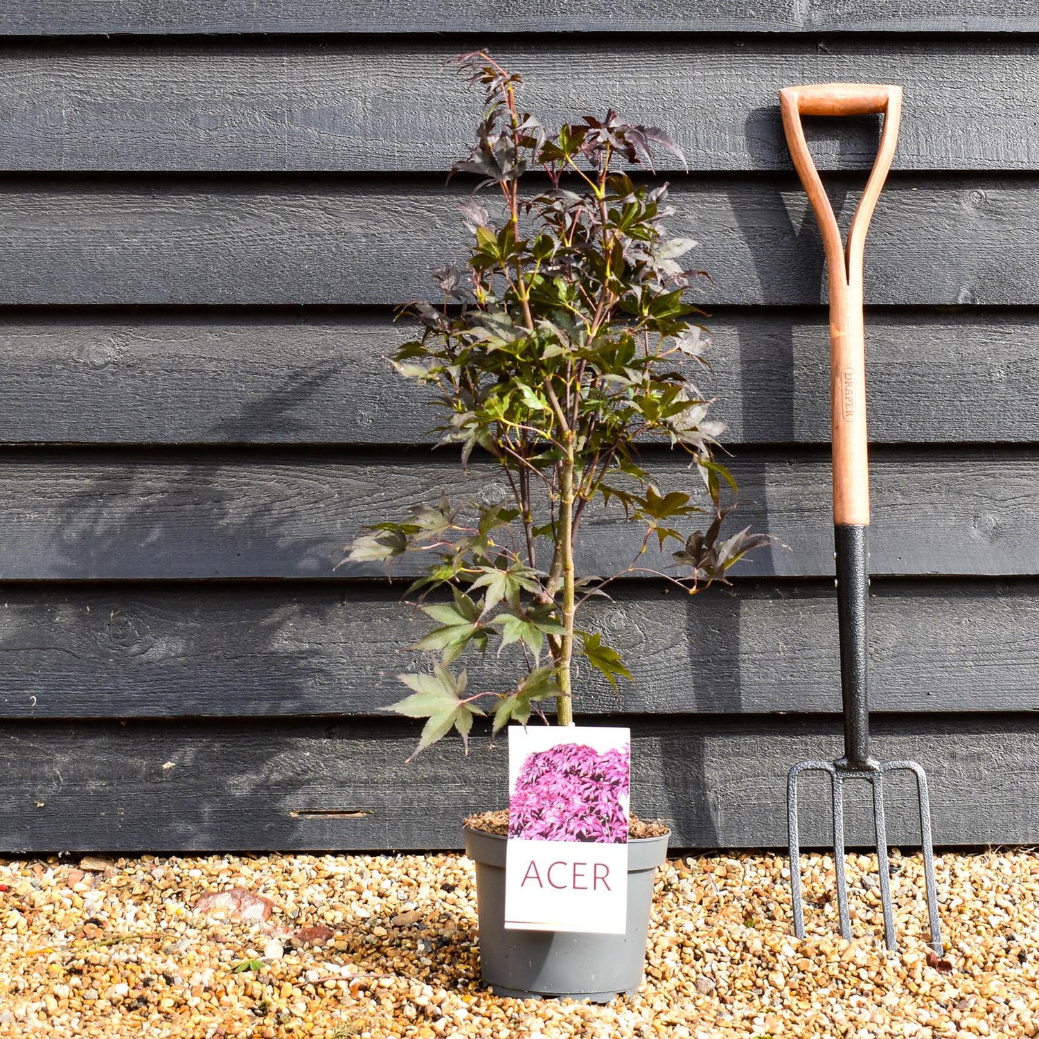 Bloodgood Japanese Maple  | Acer palmatum 'Bloodgood' - Bushy - Height 50-70cm - 4lt