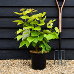 Catalpa bignonioides 'Aurea' | Golden Indian bean tree - Shrub - Height 50-70cm - 7.5lt