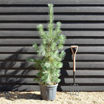 Pinus monticola 'Ammerland' | Western White Pine - Height 140cm - 20lt
