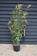 Photinia x fraseri 'Red Robin' - Bush - Shrub - Hedging - Height 150-200cm - 15lt
