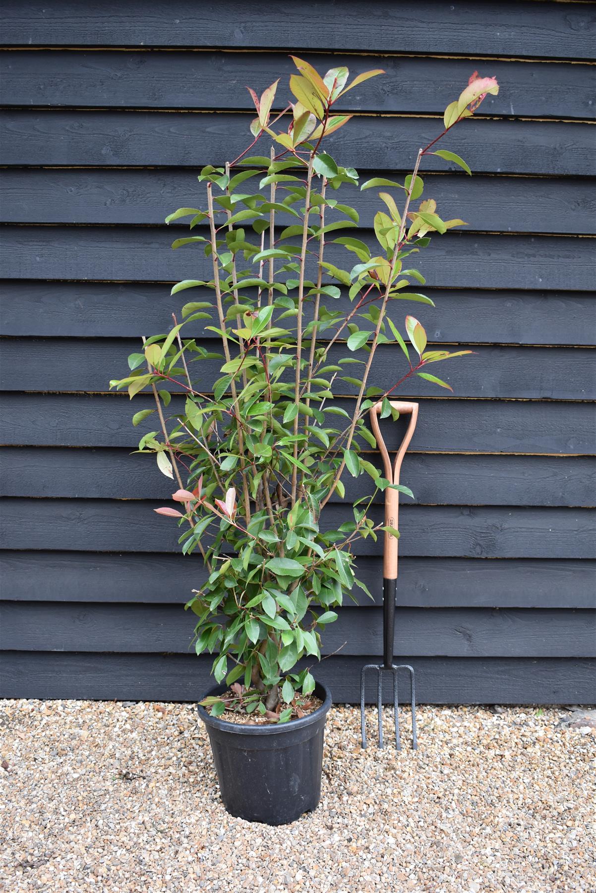 Photinia x fraseri 'Red Robin' - Bush - Shrub - Hedging - Height 150-200cm - 15lt