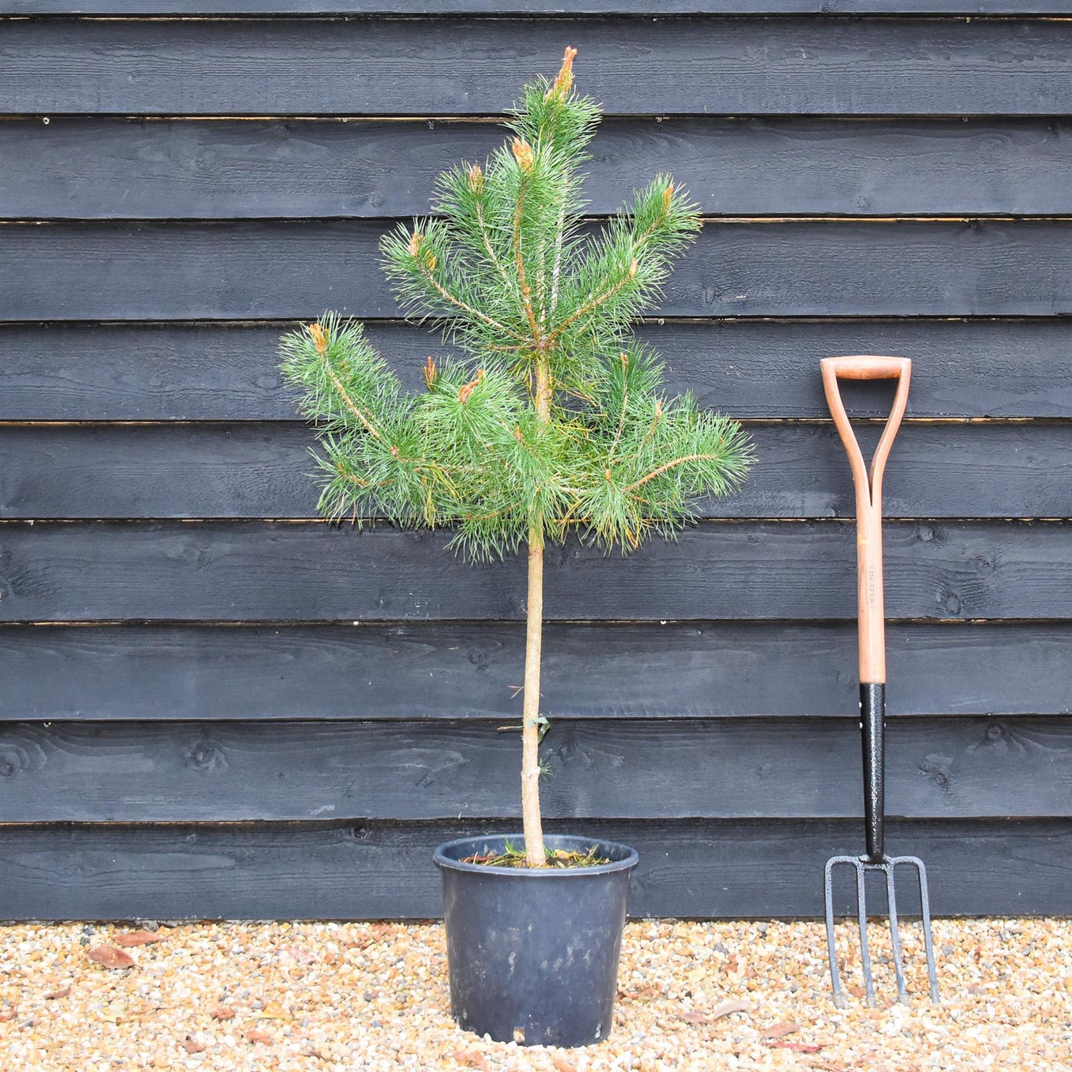 Scots Pine | Pinus sylvestris - Pot Grown - Height 110-140cm - Girth 4-8cm - 10lt