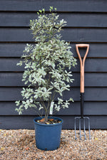 Pittosporum tenuifolium 'Elizabeth' - 100-110cm, 10lt