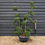 Ilex crenata 'Kinme' | Japanese Holly 'Kinme' - Bowl - 45lt