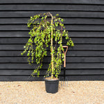Young's weeping silver birch | Betula pendula Youngii - Stem 120cm - Height 170-180cm - 20lt