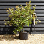 Japanese maple 'Chitose-Yama'| Acer palmatum - Bushy - Height 100-120cm- 35lt