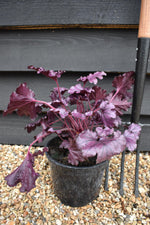 Heuchera Forever | Forever Purple - 20-30cm, 3lt