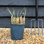 Miscanthus sinensis 'Kleine Silberspinne' | Eulalia 'Kleine Silberspinne' - Grass - Deciduous Perennial - 5lt