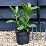 Hydrangea macrophylla 'Mariesii Perfecta' | Hydrangea Blue Wave - 3lt