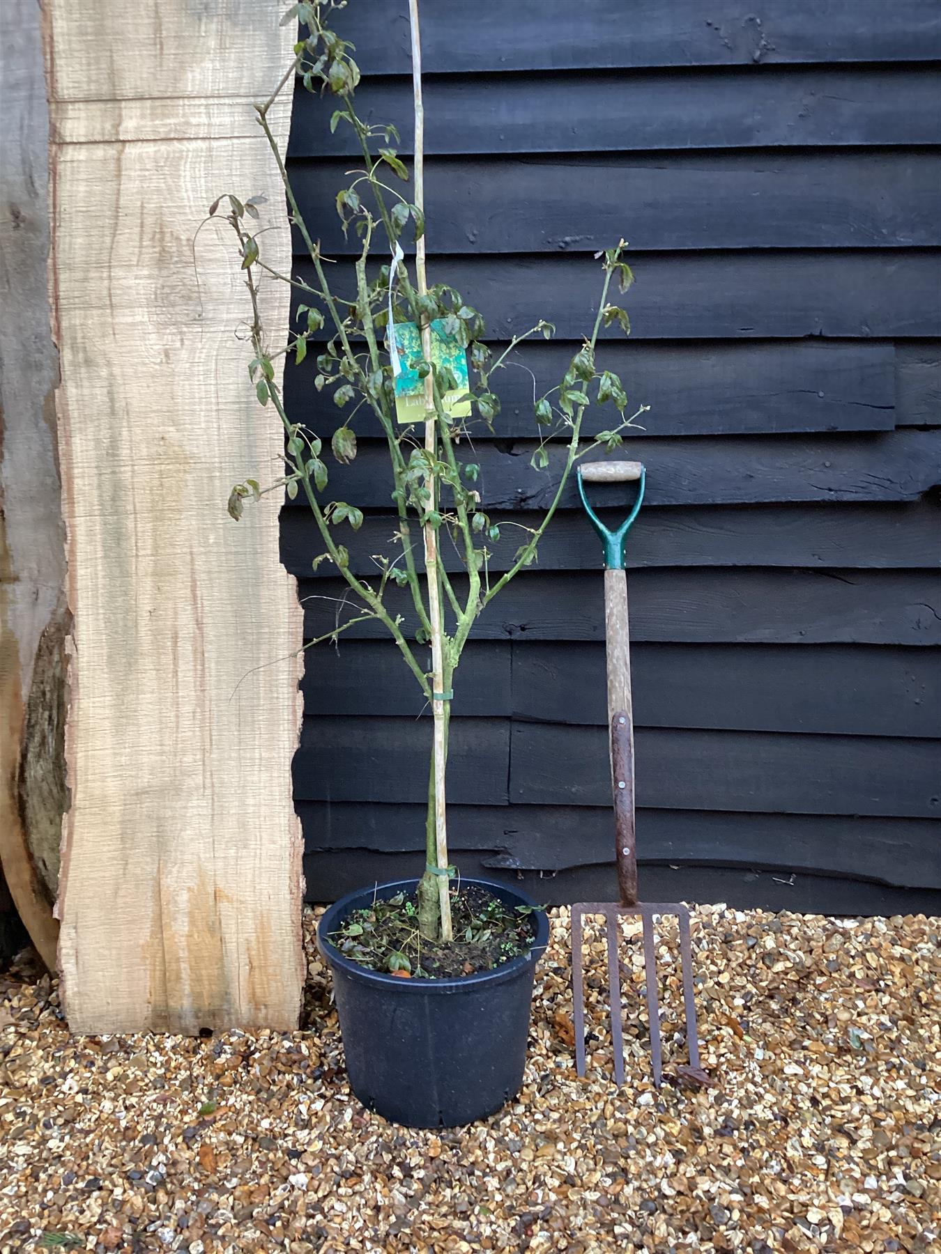 Laburnum x watereri 'Vossii' | Golden Chain Tree - 130-150cm, 20lt