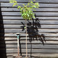 Cherry tree 'Van' | Prunus avium 'Van' - 100-120cm - 10lt